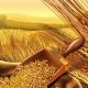 Види пшениці та їх значення Де росте пшениця