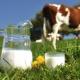 Молочні продукти: плюси і мінуси, про які треба знати